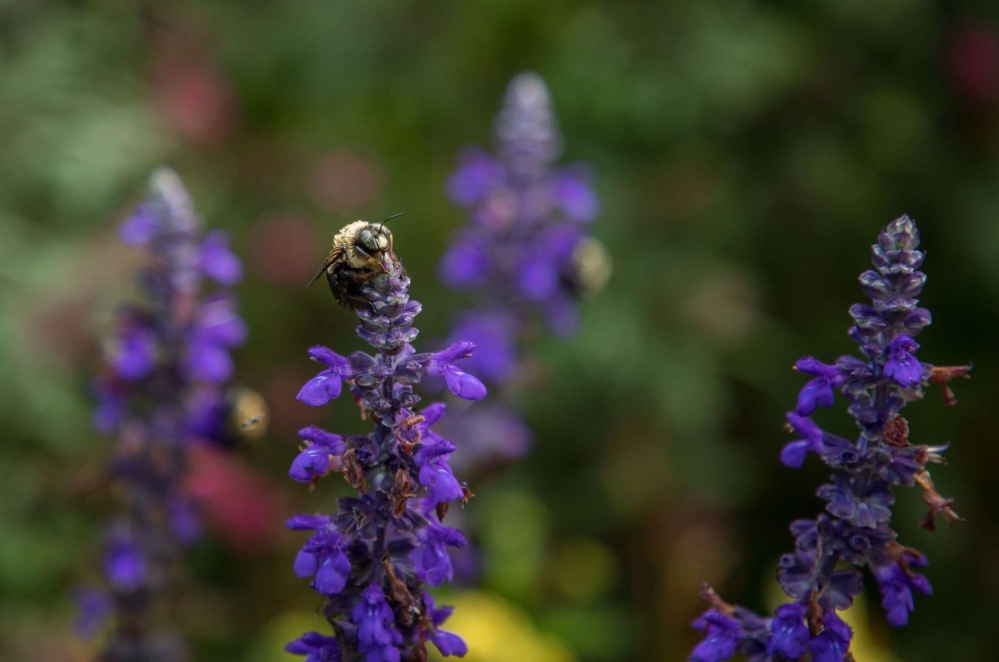 bee siting on purple flower