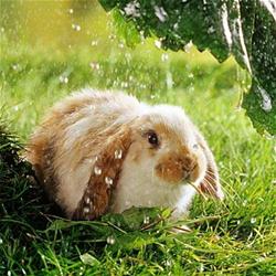 wet-bunny_2882445b_thumb.jpg